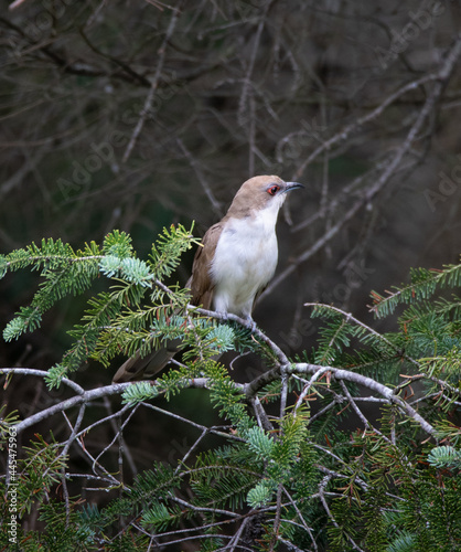 A black-billed cuckoo (  Coccyzus erythropthalmus ) perched in a fir tree in Muskoka showing beak and red eye detail photo