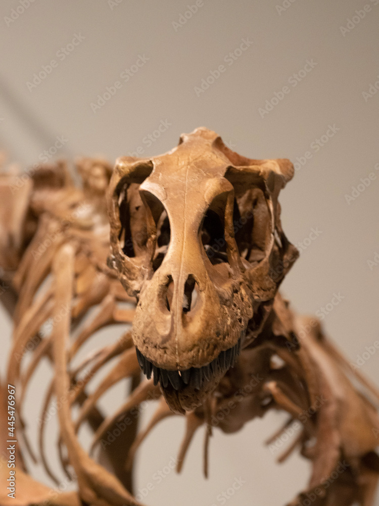 dinosaur in the museum dinosaur in the museum