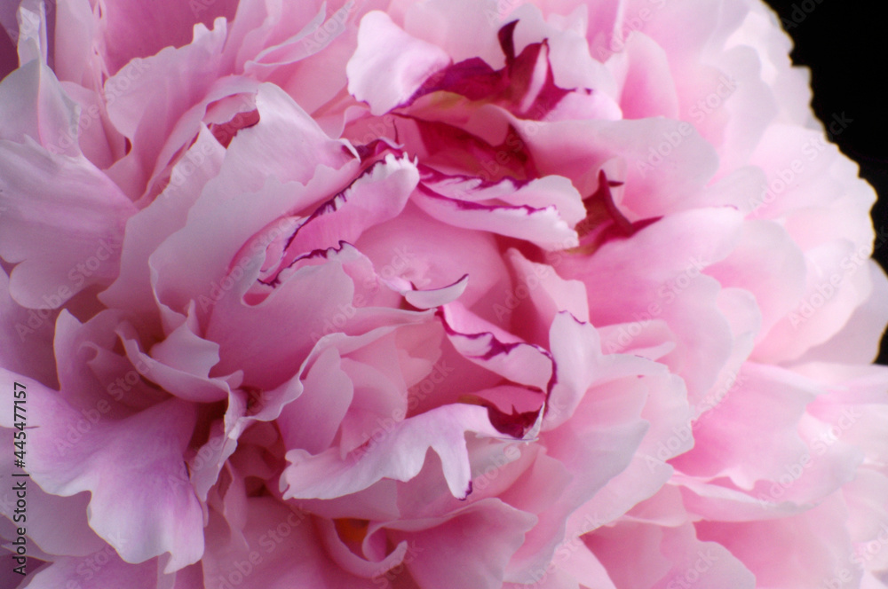 beautiful pink full bloom peony close up