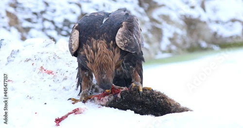 Hunter with caught prey. Golden eagle, Aquila chrysaetos, perched on snowy rock and tears killed hare. Majestic raptor in wild nature. Wildlife scene from cold winter. Windy weather, snowfall.
