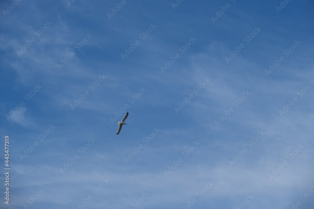seagull in flight against the sky in the daytime seagull in flight against the sky in the daytime