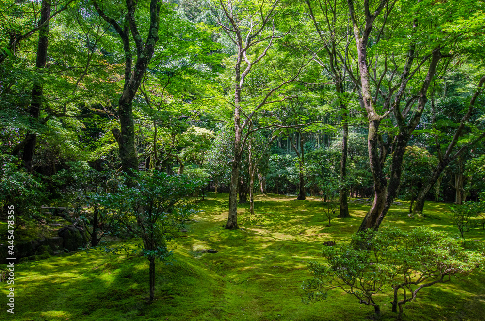Japanese Woods