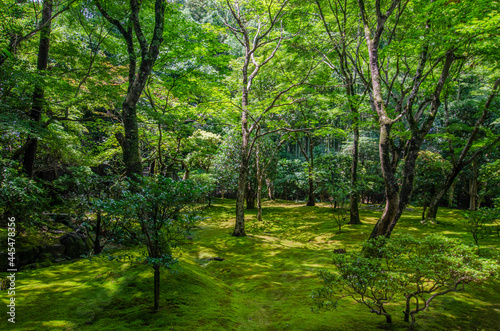 Fototapeta Naklejka Na Ścianę i Meble -  Japanese Woods