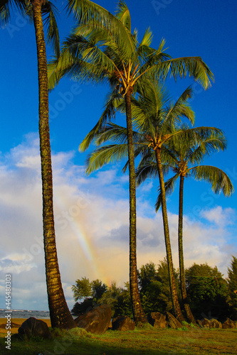 palm trees and a rainbow