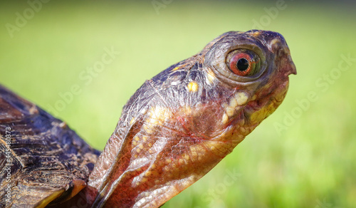 tortoise eye