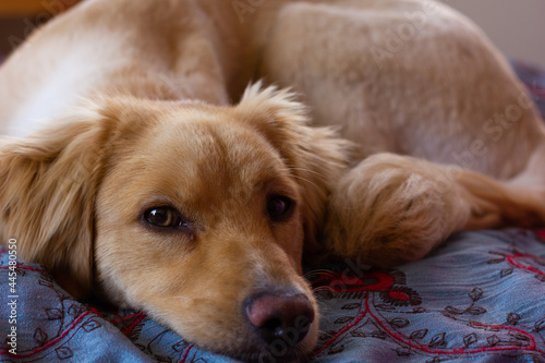 Light brown golden retriever dog looking at camera lying down in bed. Home pet resting