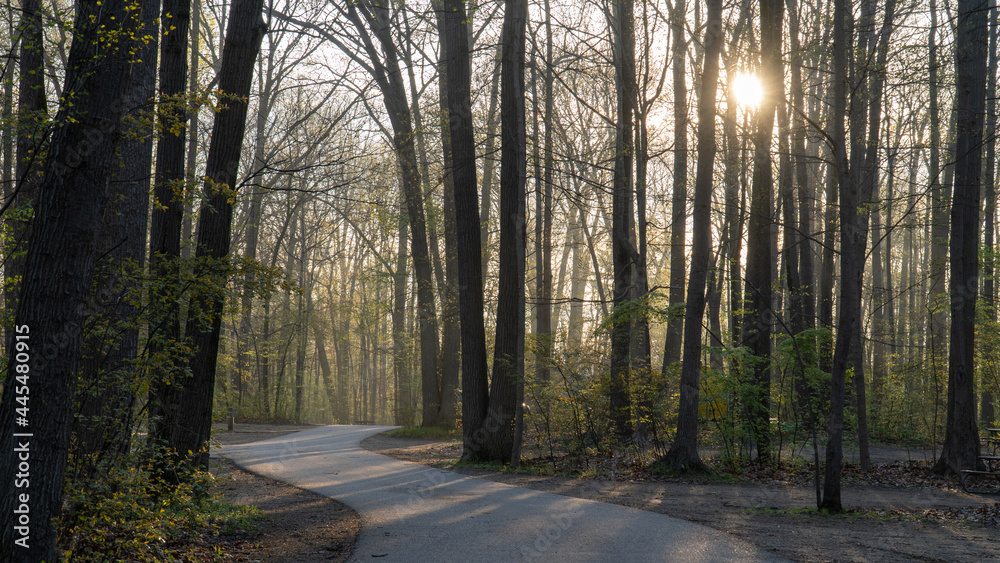 Obraz premium Spring Forest and Road at Dawn, Warren Dunes State Park, Michigan