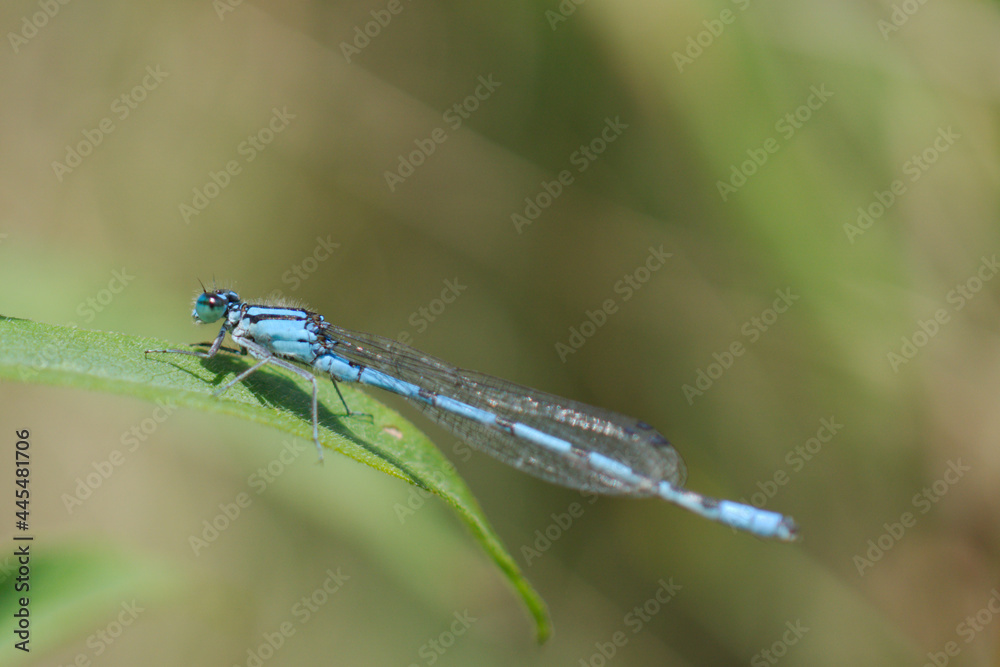 blue dragonfly on a green leaf blue dragonfly on a green leaf