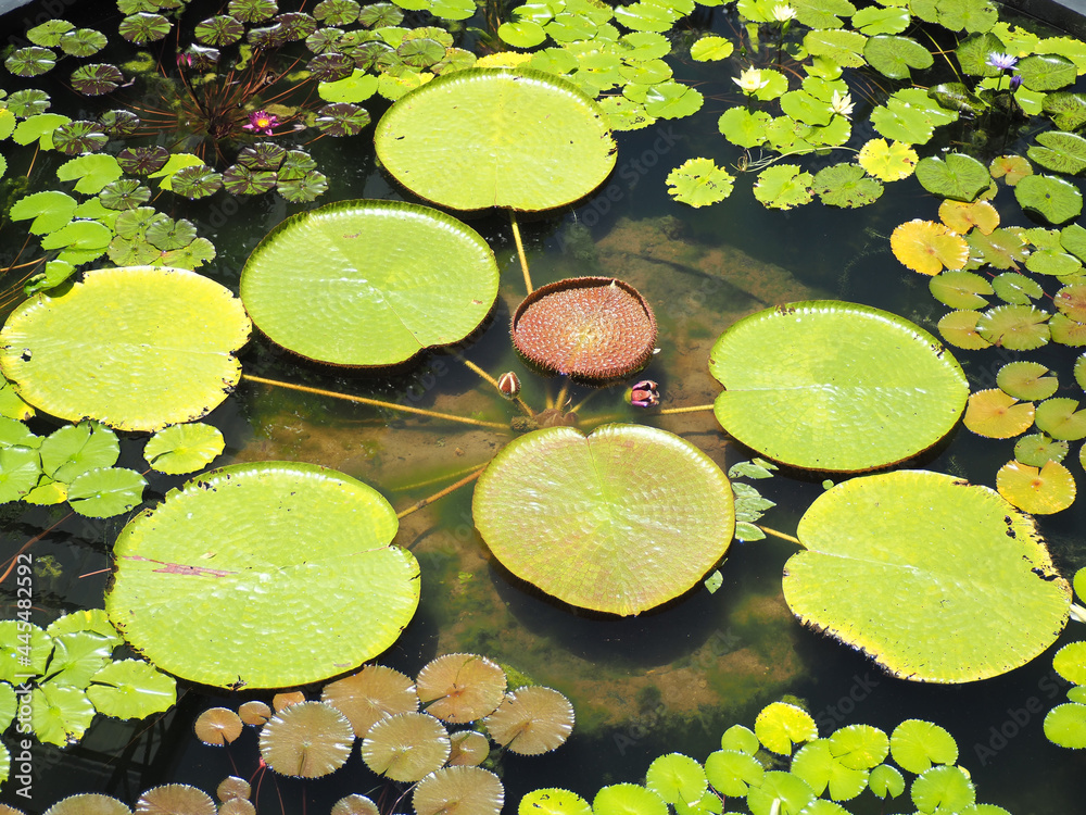 A pond with many lotus leaves A pond with many lotus leaves