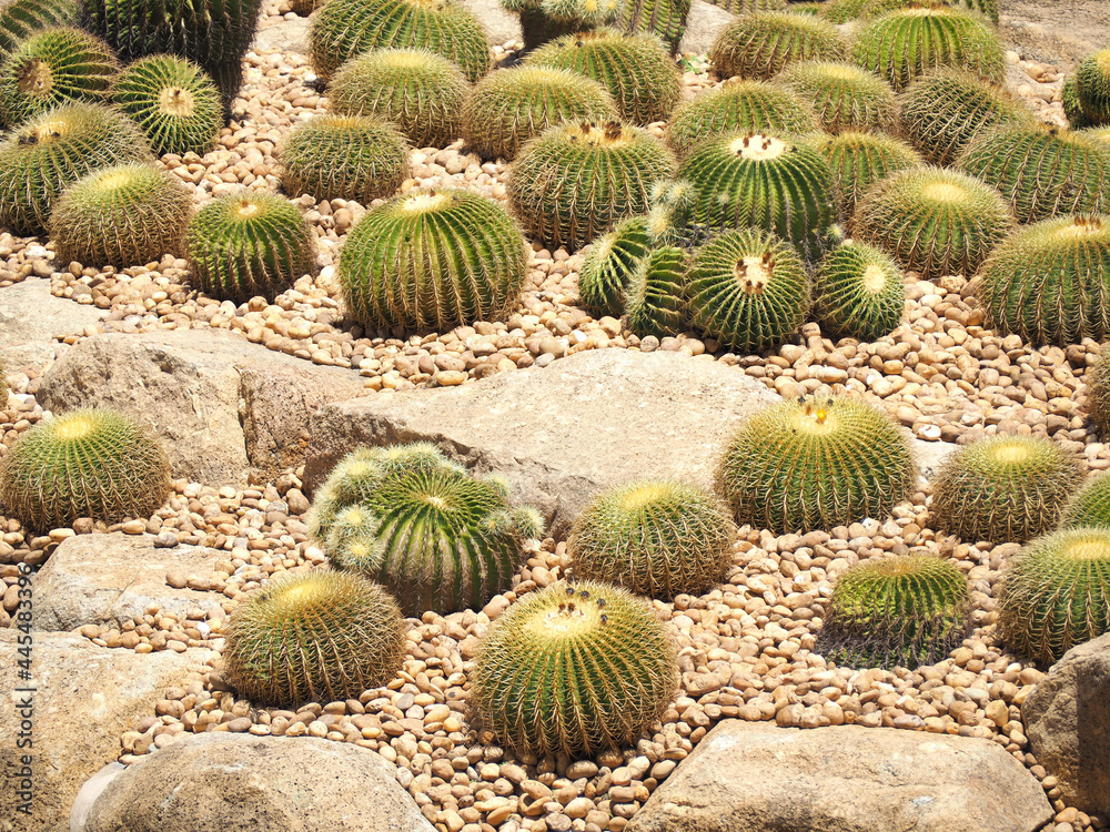 A garden with many cactus plants A garden with many cactus plants