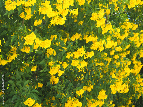 yellow flowers background in the garden 