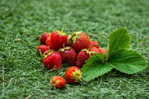 a slide of strawberries in a green meadow