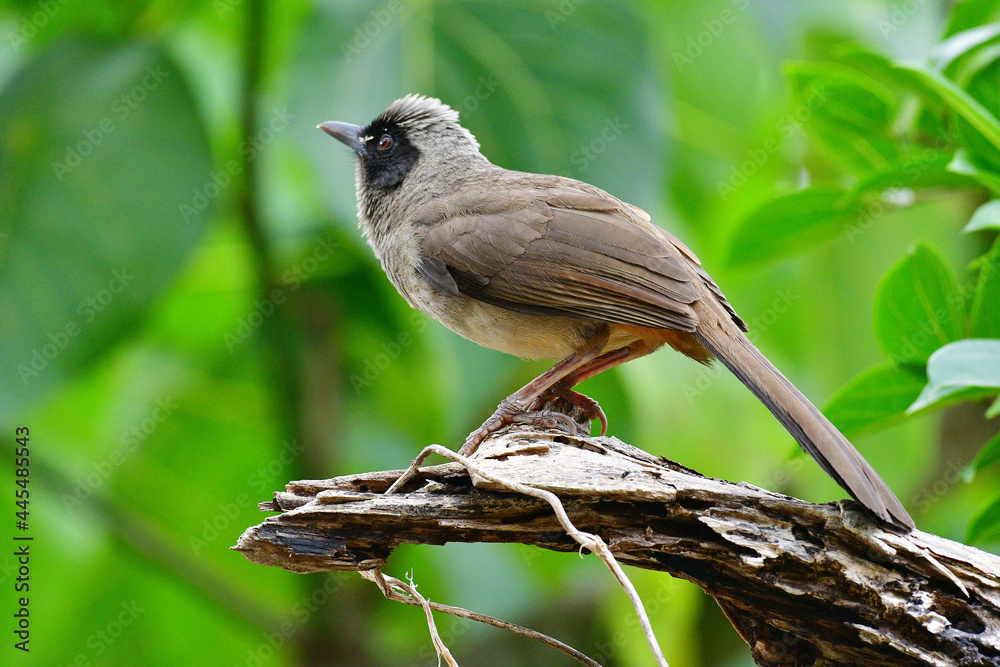 Fototapeta premium Beauty wildlife Bird living in forest 