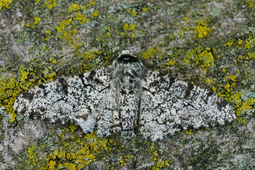 Closeup of the white speckled form of the peppered moth ,Biston betularia. photo