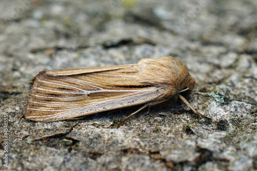 Closeup on a fresh emerged shoulder-striped wainscot moth, Leucania comma on a piece of wood. photo