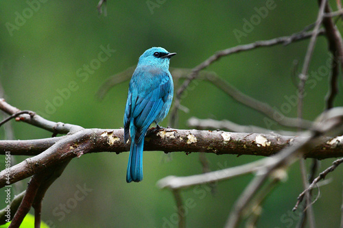 Beauty wildlife Bird living in forest 