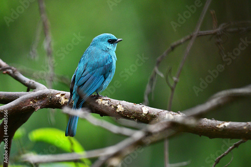 Beauty wildlife Bird living in forest 