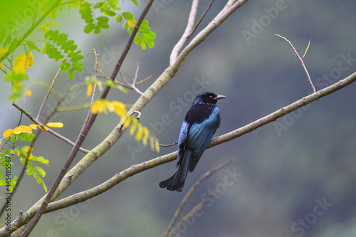 Beauty wildlife Bird living in forest  © Lam