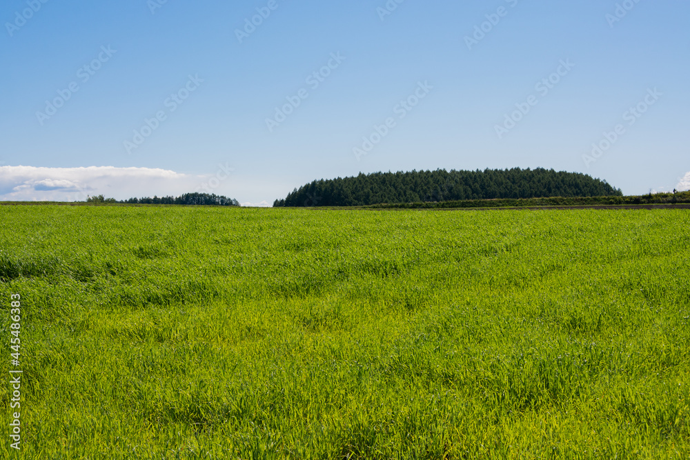 緑の牧草畑
