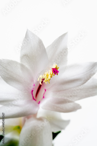 Fototapeta Naklejka Na Ścianę i Meble -  白背景の白いサボテンの花のクローズアップ
