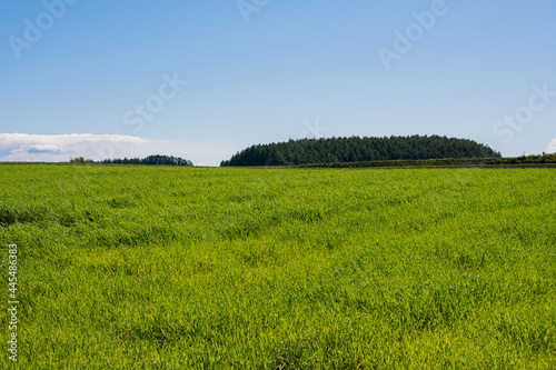 緑の牧草畑 