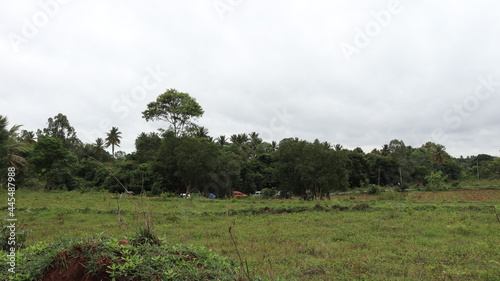 landscape with trees