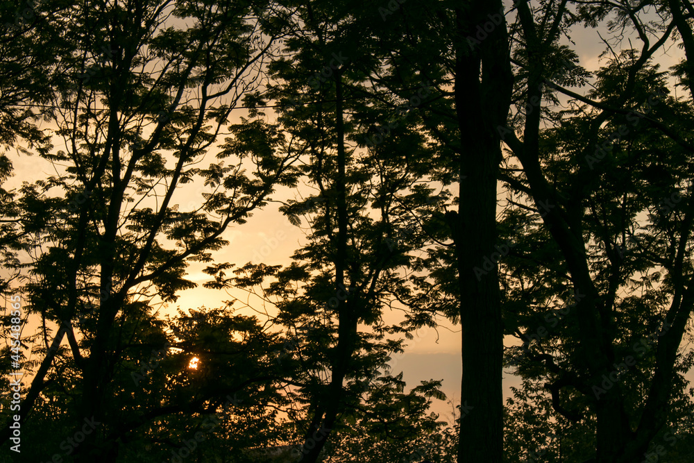Naklejka premium sunset in the forest