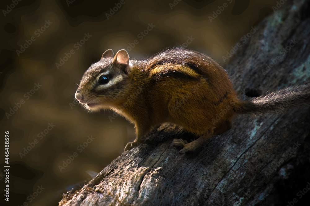 Naklejka premium squirrel on a tree trunk in the forest