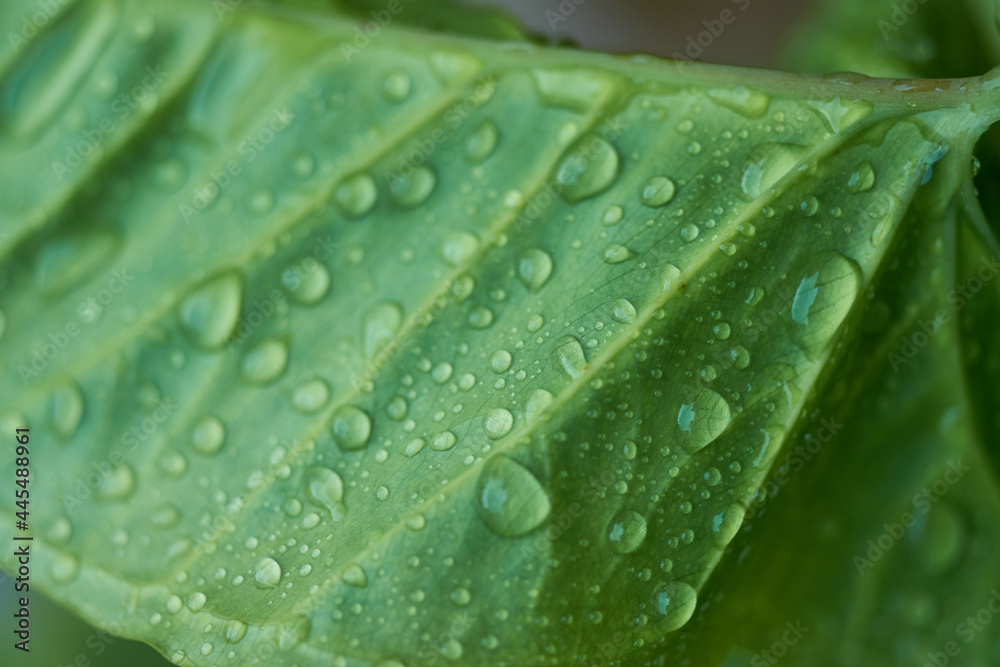Macro large dew or raindrops on a green leaf, close-up. Macro large dew or raindrops on a green leaf, close-up.