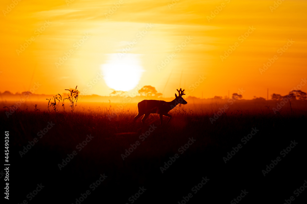 silhouette of a Deer
