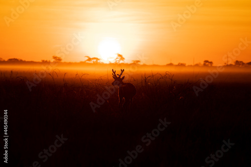 silhouette of a Deer © João Garrigó