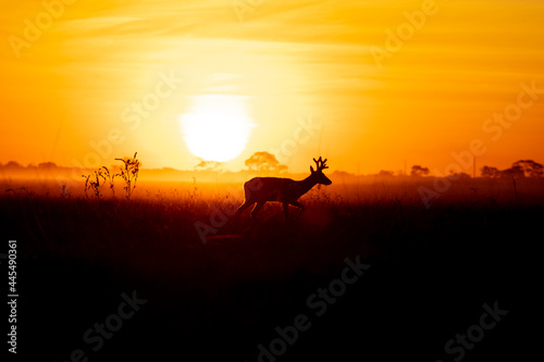 silhouette of a Deer