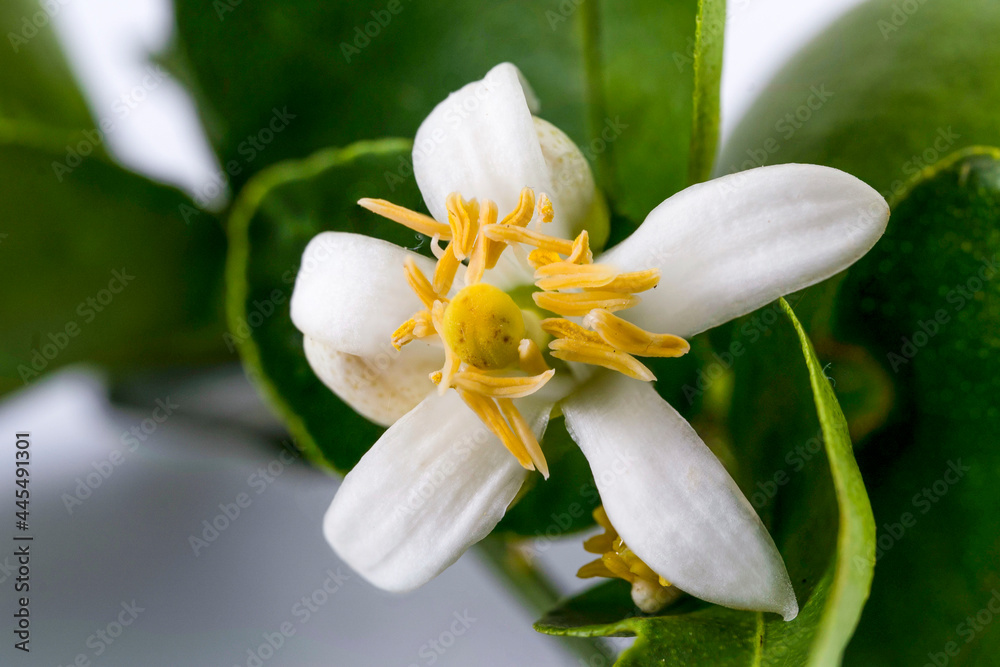Fototapeta premium Beautiful flower lemon blossoming hibiscus flower and lemon blossom in macro close-up. Flower lemon on nature blur background.