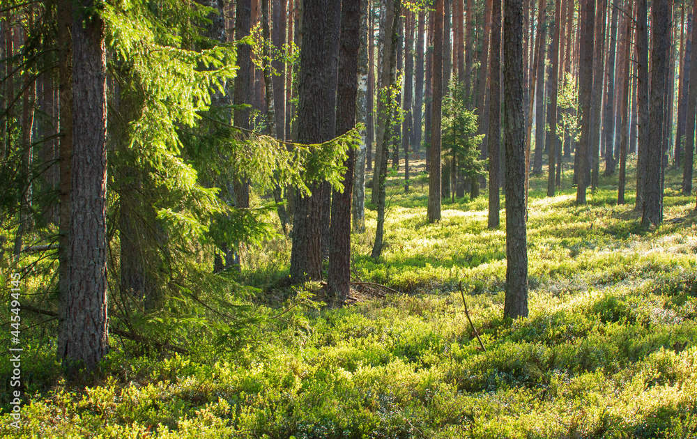 Summer scenery of woodland. Beautiful landscape. Early morning in the forest. Sunbeams between trees trunks.