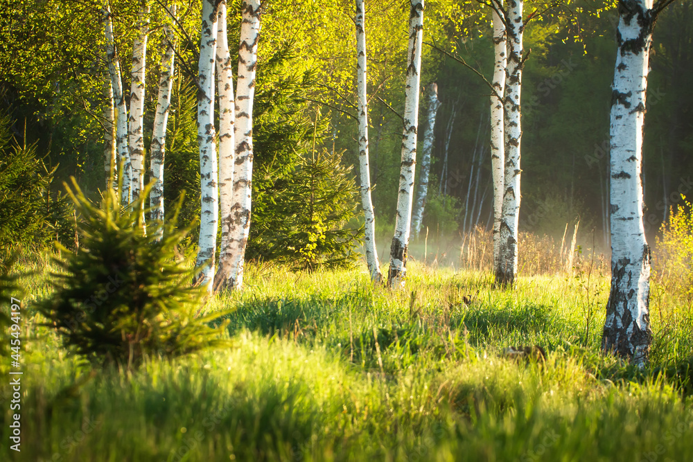 Summer morning landscape. Sunrise in a birch grove. Mist on the green grass. Sunbeams fall through trunks and branches.