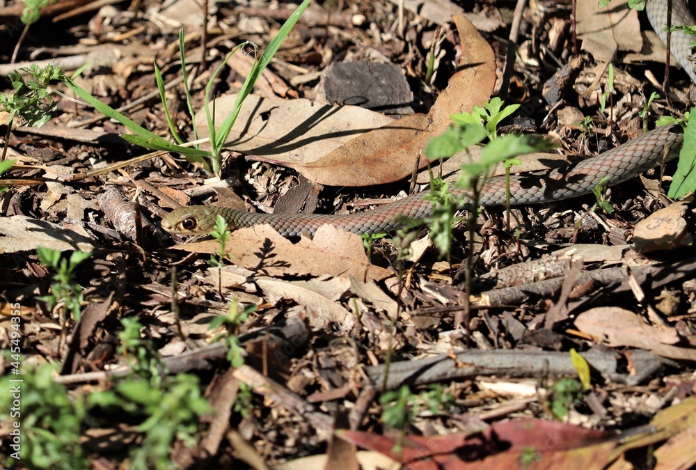 Obraz premium The yellow-faced whip snake is a species of venomous snake in the family Elapidae, a family containing many dangerous snakes. D. psammophis is endemic to Australia.