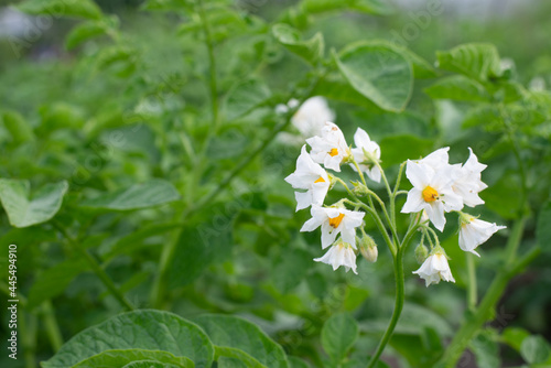 potato flower in the field