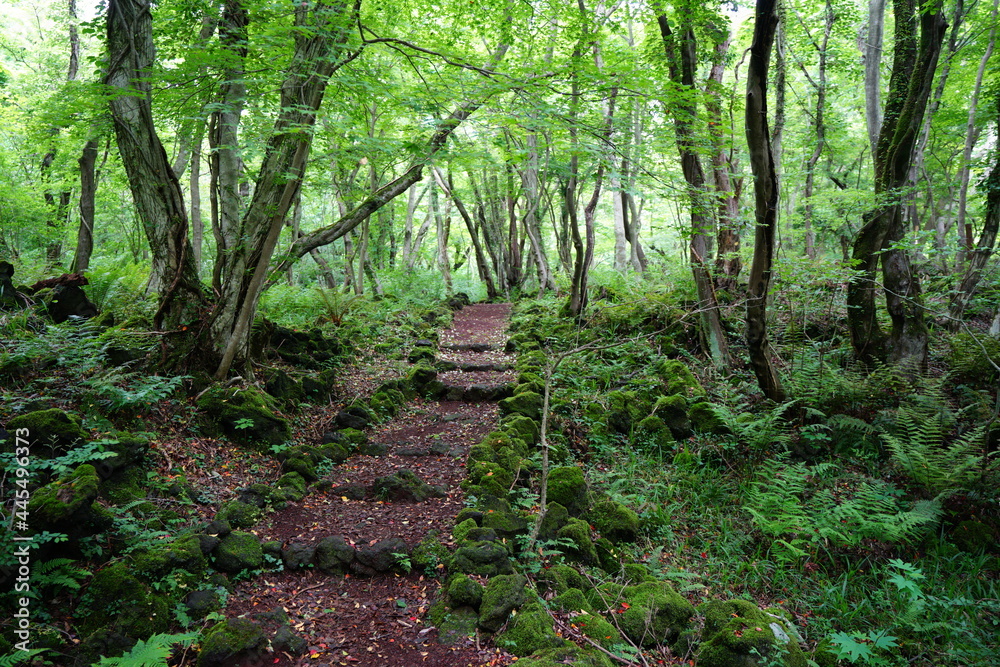 a refreshing spring forest with a pathway a refreshing spring forest with a pathway