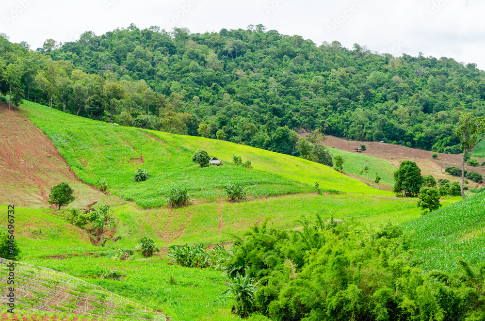 Fototapeta premium Shifting cultivation landscape of agriculture on the hill, bald mountain in Thailand