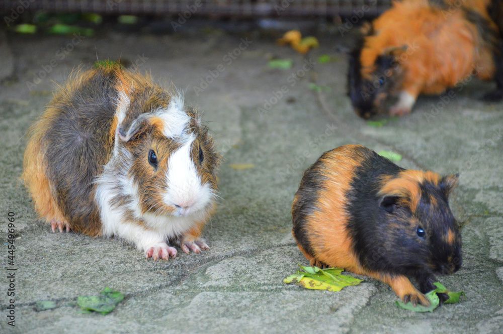 Fototapeta premium The cutest guinea pig in the zoo.