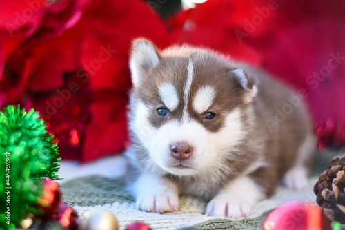 siberian husky puppy for Christmas © Julissa