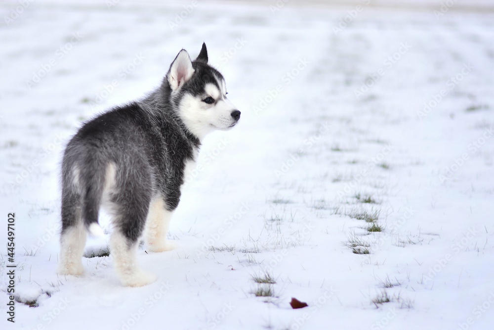 siberian husky puppy in the snow