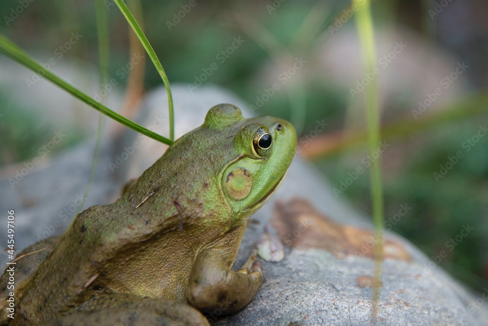 Fototapeta premium frog on a rock