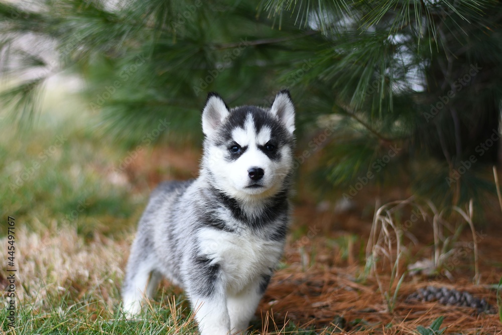 siberian husky puppy in the grass under pine tree siberian husky puppy in the grass under pine tree