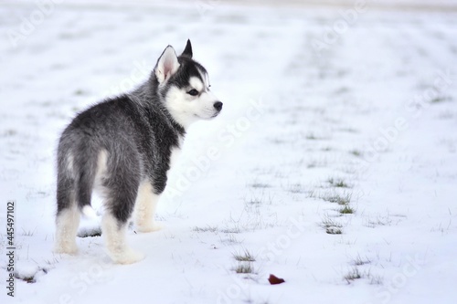 siberian husky puppy in the snow © Julissa