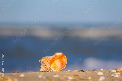 closeup heap of marine shell on sandy sea beach, summer tropical background