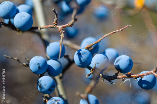 closeup thorn bush branch with ripe berries, natural wild berry background