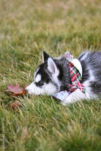 siberian husky puppy in the grass