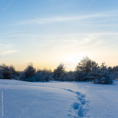 winter snowbound pine forest at the sunset with human track, seasonal natural evening scene © Yuriy Kulik