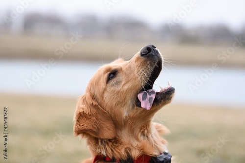 Obraz na płótnie golden retriever dog